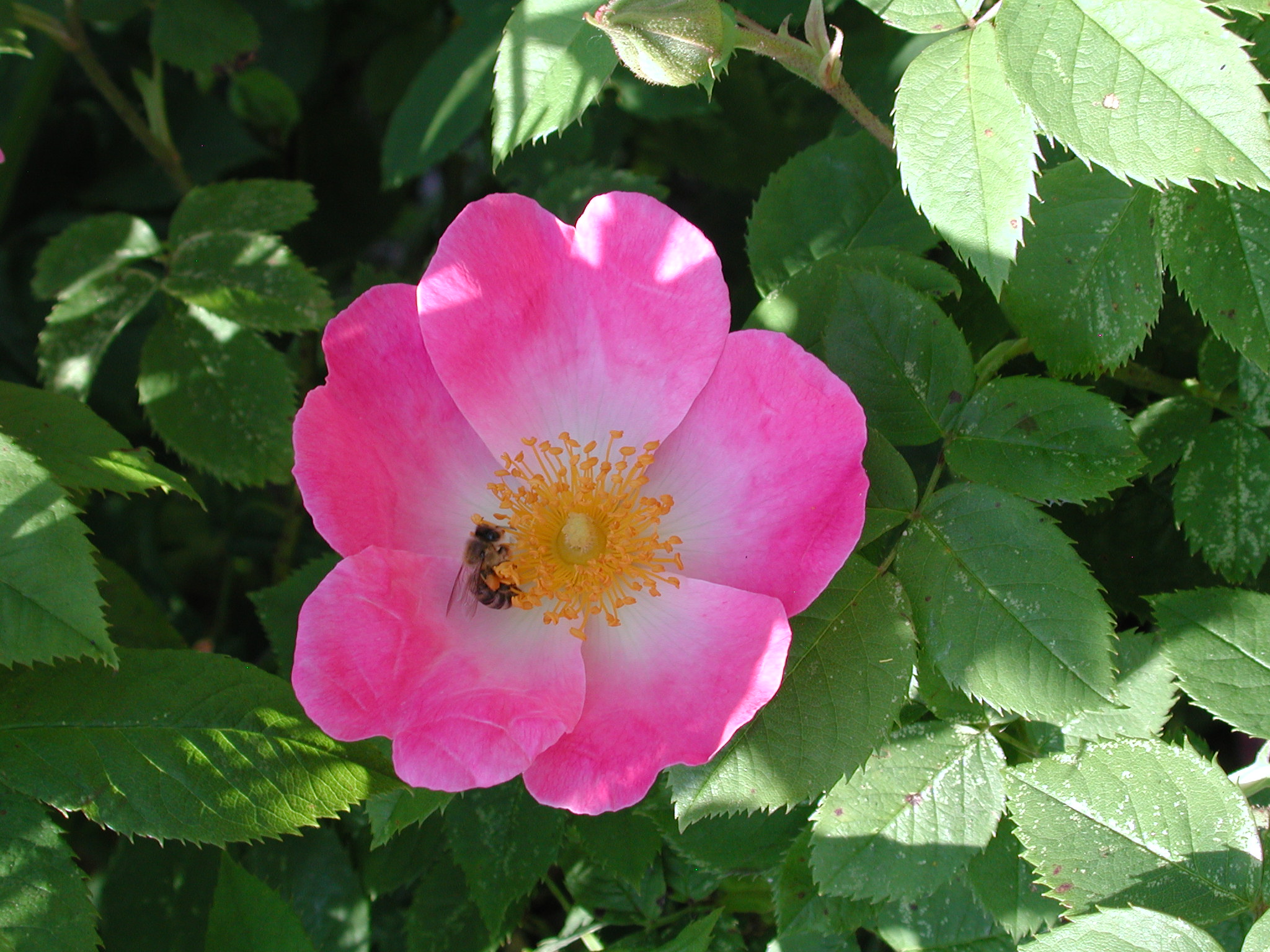 Offener Garten